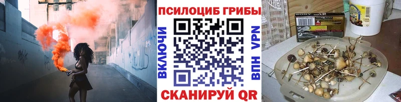 где найти наркотики  Светогорск  Псилоцибиновые грибы Psilocybe 